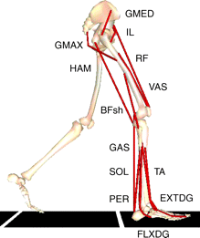 下肢の筋骨格モデル